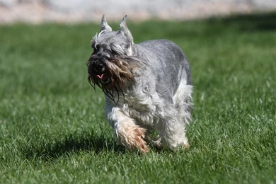 Running Miniature Schnauzer Photo And Wallpaper. Beautiful Running ...
