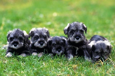 Puli Und Pumi: Miniature Schnauzer