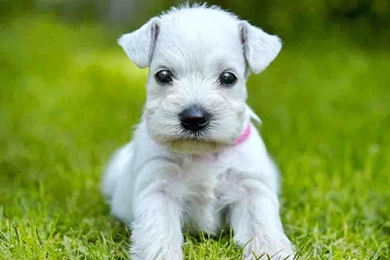 Mini Schnauzer Wallpapers   Android Apps On Google Play