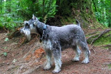 Miniature Schnauzer Desktop Wallpapers