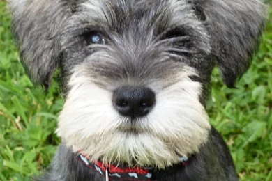 Images For Minturn Schnazer