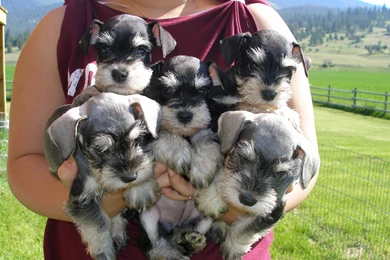 Miniature Schnauzer Wallpapers 19 Desktop Backgrounds ...