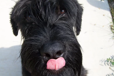 Giant Schnauzer Dog Face Photo And Wallpaper. Beautiful Giant ...