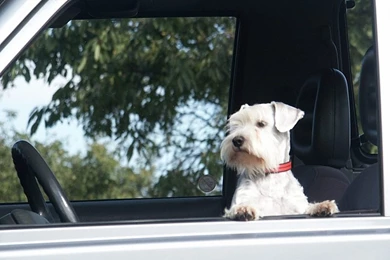 My Free Wallpapers   Nature Wallpapers : Schnauzer