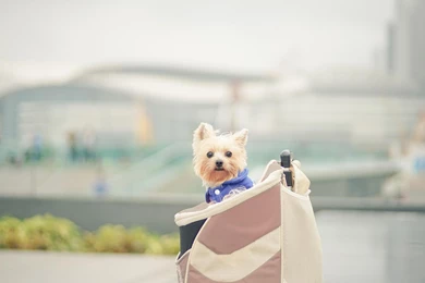 Dogs, Cute, Schnauzer, Cloth Bags >> HD Wallpaper, Get It Now!