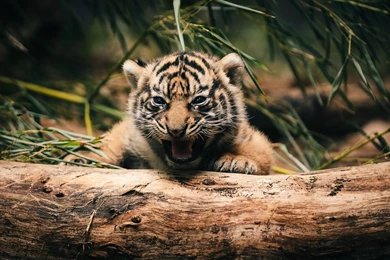 1280x720 Tiger Cub Hd Wallpapers