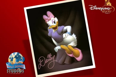 Daisy 800x600 Picture, Daisy 800x600 Photo, Daisy 800x600 Wallpapers