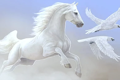 Animal Zone Beautiful Horses Hd Wallpapers Hd Horse Wallpapers ...