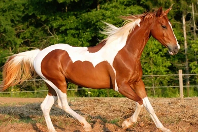 Horses Romp Wallpapers