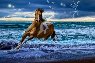 Animal Zone Beautiful Horses Hd Wallpapers Hd Horse Wallpapers ...