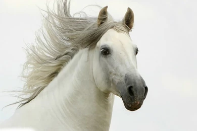 Horses Beautiful Horse – Animals Horses HD Desktop Wallpapers