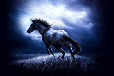Animal Zone Beautiful Horses Hd Wallpapers Hd Horse Wallpapers ...