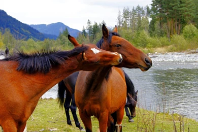 Free Wallpapers: Beautiful Horse Wallpapers