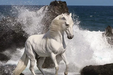 Beautiful And Dangerous Animals/Birds Hd Wallpapers