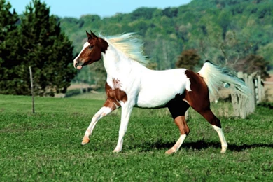 Horse Wallpapers Hd Pictures Free Download