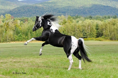 Beautiful Horses Wallpapers