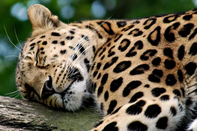 Wednesday 12th August 2015 01AM   2560x1600px Leopard Desktop ...