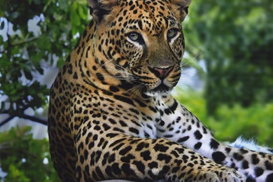 Free Animal Wild Leopard Wallpapers HD For Desktop Animal