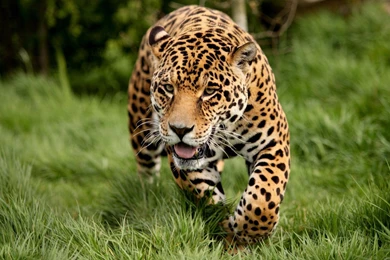 Animal Leopard Running Hd Desktop Free Wallpapers