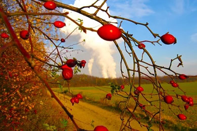 Rose Hips HD Desktop Wallpapers : Widescreen : High Definition ...