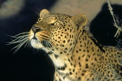 Download 1440x900 Leopard Looking For Animal leopard Wallpapers 12 ...