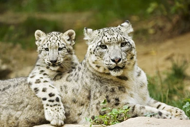 Free Snow Leopard Wallpapers