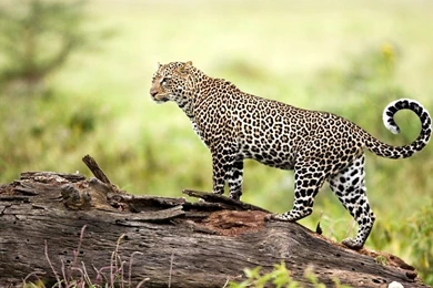 Awesome Amazing Amur Leopard HD Wallpapers Free Download