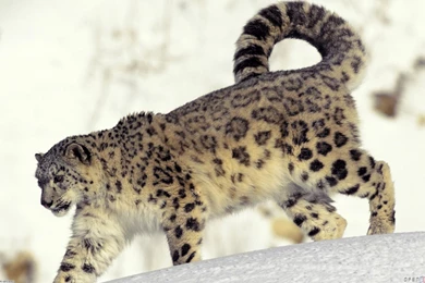Snow Leopard Wallpapers » WallDevil   Best Free HD Desktop And ...