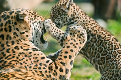 Mother Of Leopard And Baby Hd Desktop Free Wallpapers   Free Hd ...