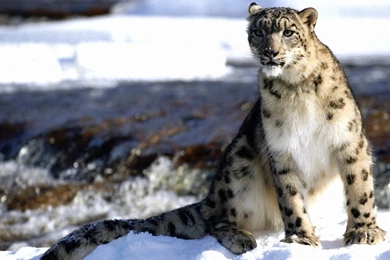 Leopard Wallpapers 1920x1080 Wallpapers,Leopard 1920x1080 ...