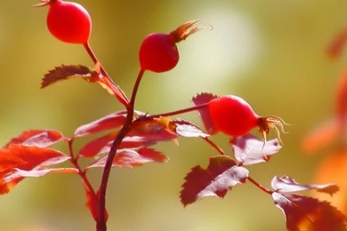 iPad WOD: Rose Hips In Autumn