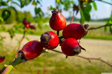 Rose Hips HD Desktop Wallpapers : High Definition