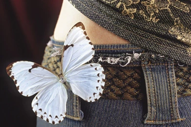 Butterflies: Butterfly White Insect Black Fly Butter Animals ...