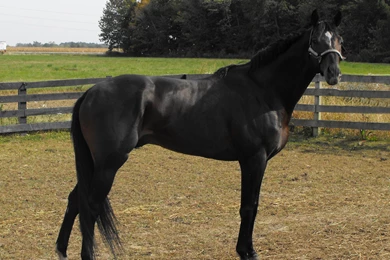 Horses: Thoroughbred Named Brown Bay Beautie Dress Hips Huge ...