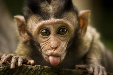 Baby Monkey Wallpapers   Wallpapers Cave