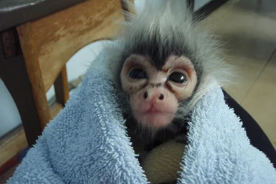 15 Http:imagesci Com Cute Baby Spider Monkeys 9973 Hd Wallpapers ...