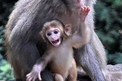 14 File Name : Cute Baby Spider Monkeys 10754 Hd Wallpapers Jpg ...