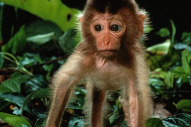 Unique Animals Blogs: Baby Monkey Wallpapers, Monkey Baby Funny ...