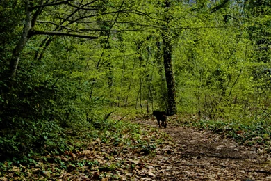 Nature Forest Greece Macedonia Wallpapers