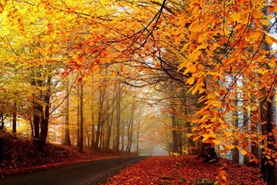 Free Scenery Wallpapers Shows An Autumn Scene Hope Lies Not Far ...