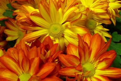 Fall Flower Wallpapers   Www.high definition wallpaper.com