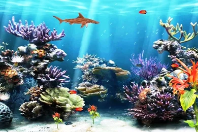 Moving Fish Wallpapers Gif – Best Wallpapers
