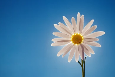 Daisy Wallpapers 1280x1024