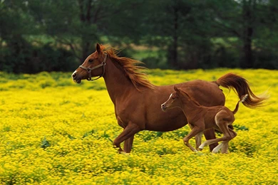 Horse High Resolution Wallpapers Desktop Backgrounds : Animal ...