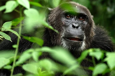 Monkey Computer Wallpapers, Desktop Backgrounds