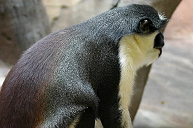 Capuchin Monkey Wallpapers   Animals Town