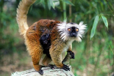 Bible Verse Wallpaper AmDG 18474 Hd Pictures