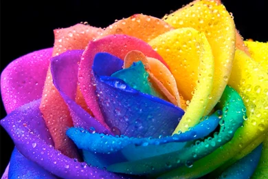 Rainbow Roses Related Keywords & Suggestions   Rainbow Roses Long ...