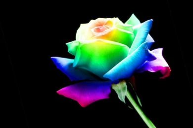Rainbow Rose By Maii1234 On DeviantArt