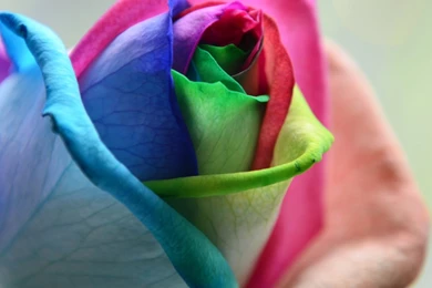 Rainbow Rose Wallpapers Hd